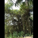 Die Würgefeige dominiert den Wirtsbaum